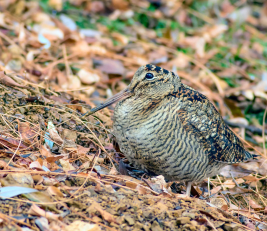 Key concept per la migratoria, l’intervento dell’Arcicaccia Key concept per la migratoria: beccaccia nel bosco, tra le foglie autunnali