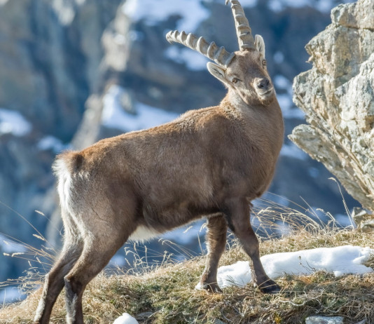 Lo stambecco alpino: attualità e prospettive Lo stambecco alpino attualità e prospettive