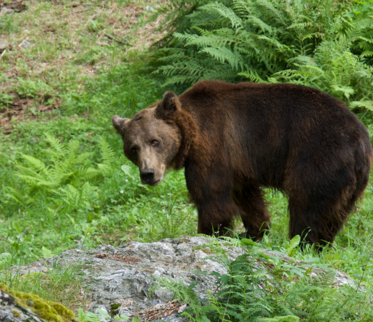 Orsi in Trentino, la posizione della giunta Orsi in Trentino