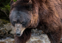 Orsi in Trentino, si studia trasferimento Orsi in Trentino, si studia trasferimento