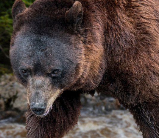 Orsi in Trentino, si studia trasferimento Orsi in Trentino, si studia trasferimento