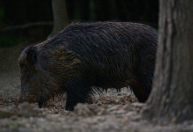 Peste suina africana, iniziata discussione in parlamento Peste suina africana, iniziata discussione in parlamento