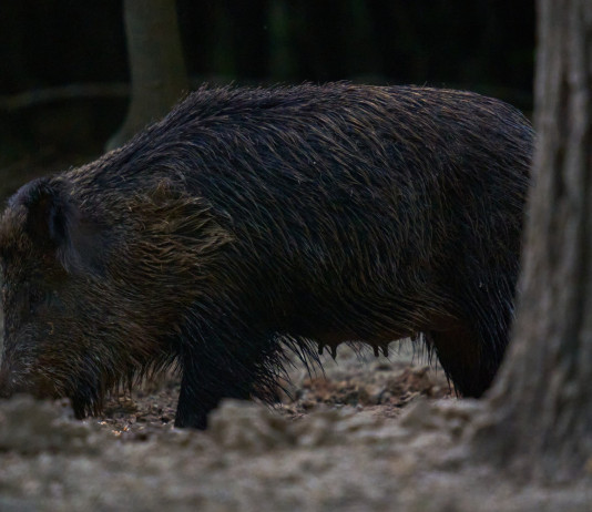Peste suina africana, iniziata discussione in parlamento Peste suina africana, iniziata discussione in parlamento