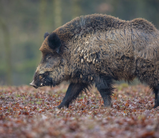Peste suina africana: quanti casi in Italia? Peste suina africana: cinghiale nella foresta