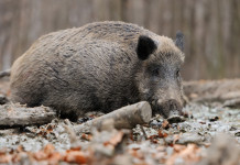 Piano di controllo della fauna selvatica, Arcicaccia contro governo Piano di controllo della fauna selvatica: cinghiale nel bosco