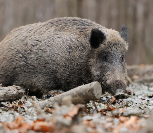 Piano di controllo della fauna selvatica, Arcicaccia contro governo Piano di controllo della fauna selvatica: cinghiale nel bosco