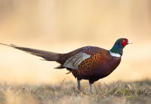 Piano faunistico-venatorio della Toscana, Libera Caccia contro la Regione Piano faunistico-venatorio della Toscana, Libera Caccia contro la Regione