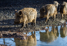 Piano faunistico-venatorio della Toscana: convegno a Firenze Piano faunistico-venatorio della Toscana: tre cinghiali nel fango
