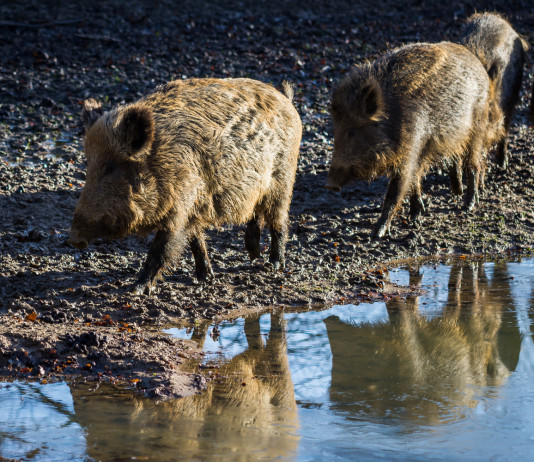 Piano faunistico-venatorio della Toscana: convegno a Firenze Piano faunistico-venatorio della Toscana: tre cinghiali nel fango
