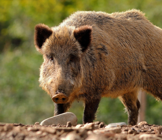 Piano faunistico-venatorio della Toscana: critica la cabina di regia regionale Piano faunistico-venatorio della Toscana: cinghiale visto frontalmente