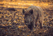 Piano straordinario per la gestione della fauna, giovedì il parere Piano straordinario per la gestione della fauna: cinghiale nella foresta