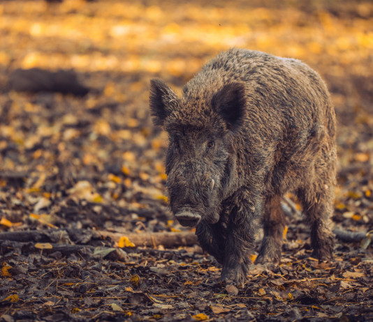Piano straordinario per la gestione della fauna, giovedì il parere Piano straordinario per la gestione della fauna: cinghiale nella foresta