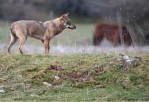 Presenza del lupo, interpellanza del Pd Presenza del lupo: lupo in Abruzzo, vicino ad allevamento