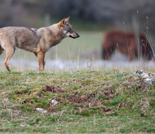Presenza del lupo, interpellanza del Pd Presenza del lupo: lupo in Abruzzo, vicino ad allevamento