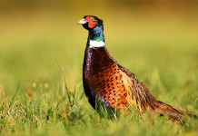 Ripristino degli habitat naturali, la richiesta della Face Ripristino degli habitat naturali: fagiano