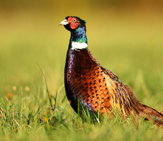 Ripristino degli habitat naturali, la richiesta della Face Ripristino degli habitat naturali: fagiano