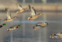 Statistiche sulla caccia agli uccelli in Europa: la situazione dell’Italia Statistiche sulla caccia agli uccelli in Europa: germani reali in volo