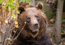 Tar sospende ordinanza abbattimento orsa Jj4 Tar sospende ordinanza abbattimento orsa Jj4