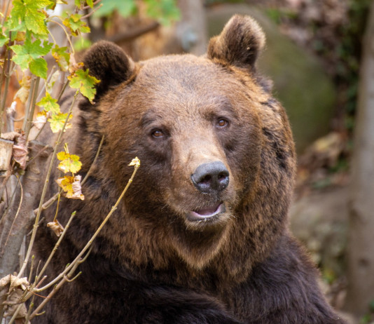 Tar sospende ordinanza abbattimento orsa Jj4 Tar sospende ordinanza abbattimento orsa Jj4