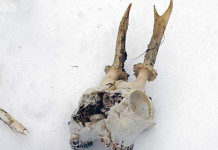 Trofeo: che cosa fare quando lo si trova Trofeo che cosa fare quando lo si trova