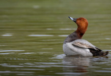 Accordo sul piano di gestione nazionale del moriglione Accordo sul piano di gestione nazionale del moriglione: moriglione in ambiente acquatico