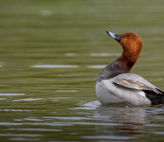 Accordo sul piano di gestione nazionale del moriglione Accordo sul piano di gestione nazionale del moriglione: moriglione in ambiente acquatico