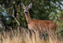 Approvato il calendario venatorio del Trentino 2023/2024 Approvato il calendario venatorio del Trentino 2023 2024: capriolo nel bosco