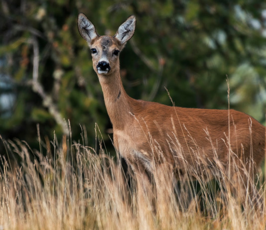 Approvato il calendario venatorio del Trentino 2023/2024 Approvato il calendario venatorio del Trentino 2023 2024: capriolo nel bosco