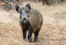 Approvato il calendario venatorio della Liguria 2023/2024 Approvato il calendario venatorio della Liguria 2023 2024
