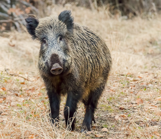 Approvato il calendario venatorio della Liguria 2023/2024 Approvato il calendario venatorio della Liguria 2023 2024