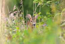 Approvato il protocollo per la gestione di cervidi e bovidi in Toscana Approvato il protocollo per la gestione di cervidi e bovidi in Toscana: capriolo in ambiente primaverile