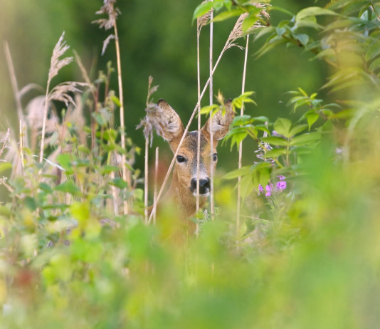 Approvato il protocollo per la gestione di cervidi e bovidi in Toscana Approvato il protocollo per la gestione di cervidi e bovidi in Toscana: capriolo in ambiente primaverile