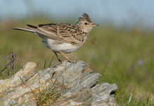 Caccia all’allodola in Umbria, la posizione della giunta Caccia all’allodola in Umbria, la posizione della giunta