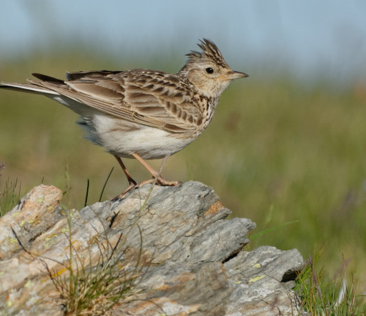 Caccia all’allodola in Umbria, la posizione della giunta Caccia all’allodola in Umbria, la posizione della giunta