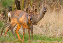 Caccia di selezione al capriolo in Toscana: ecco date e contingenti Caccia di selezione al capriolo in Toscana: due caprioli