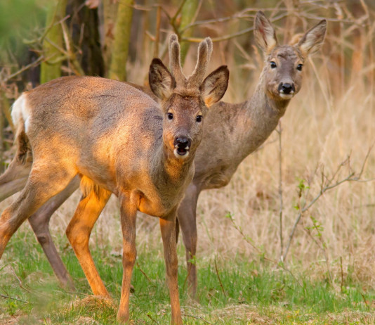 Caccia di selezione al capriolo in Toscana: ecco date e contingenti Caccia di selezione al capriolo in Toscana: due caprioli