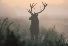 Caccia di selezione in Umbria, definito calendario Caccia di selezione in Umbria: cervo nella nebbia, visto frontalmente