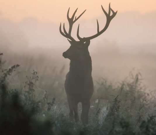 Caccia di selezione in Umbria, definito calendario Caccia di selezione in Umbria: cervo nella nebbia, visto frontalmente