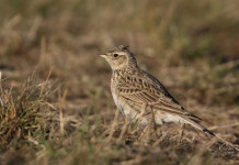 Calendario venatorio della Campania, le osservazioni dei cacciatori Calendario venatorio della Campania: allodola