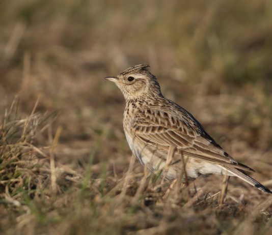Calendario venatorio della Campania, le osservazioni dei cacciatori Calendario venatorio della Campania: allodola
