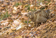 Calendario venatorio della Lombardia, la posizione di Federcaccia Brescia Calendario venatorio della Lombardia 20232024, la posizione di Federcaccia Brescia: beccaccia tra le foglie nel bosco