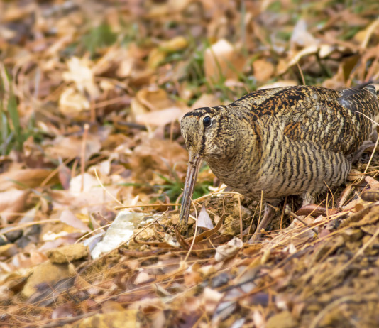Calendario venatorio della Lombardia, la posizione di Federcaccia Brescia Calendario venatorio della Lombardia 20232024, la posizione di Federcaccia Brescia: beccaccia tra le foglie nel bosco