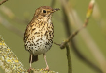 Calendario venatorio della Sicilia, associazioni contro Regione Calendario venatorio della Sicilia: tordo bottaccio