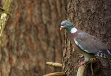Calendario venatorio delle Marche 2023/2024, sintesi giunta-associazioni Calendario venatorio delle Marche 2023 2024: colombaccio su ramo d'albero