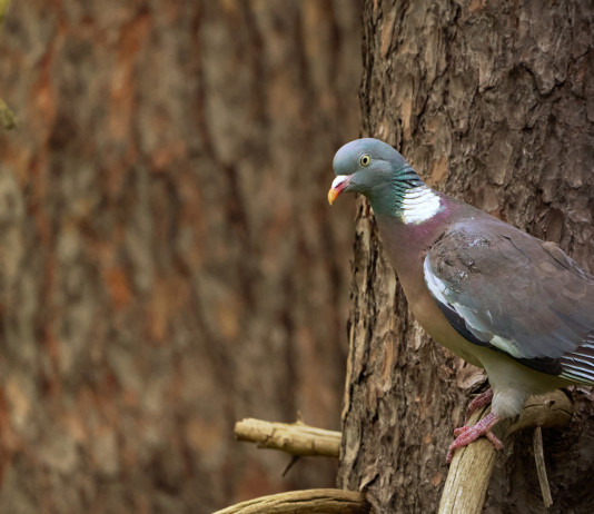 Calendario venatorio delle Marche 2023/2024, sintesi giunta-associazioni Calendario venatorio delle Marche 2023 2024: colombaccio su ramo d'albero