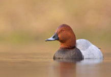 Commissione approva calendario venatorio dell’Emilia Romagna Commissione approva calendario venatorio dell’Emilia Romagna: moriglione in ambiente acquatico