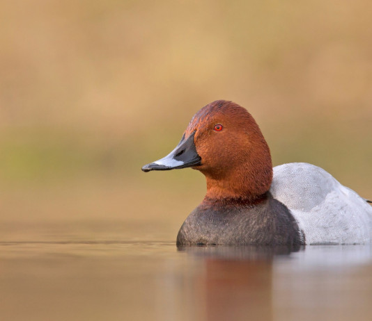 Commissione approva calendario venatorio dell’Emilia Romagna Commissione approva calendario venatorio dell’Emilia Romagna: moriglione in ambiente acquatico