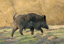 Divieto di caccia in ventisei comuni della Calabria Divieto di caccia in ventisei comuni della Calabria: cinghiale