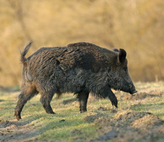 Divieto di caccia in ventisei comuni della Calabria Divieto di caccia in ventisei comuni della Calabria: cinghiale