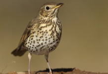 Federcaccia: completata la migrazione dei tordi monitorati Federcaccia completata la migrazione dei tordi monitorati: tordo bottaccio, turdus philomelos